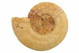 Jurassic Ammonite (Hildoceras?) Fossil - Morocco #289705-1